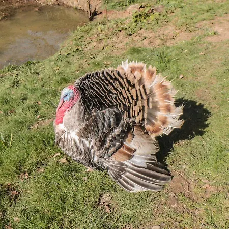 Rooster Whitby
